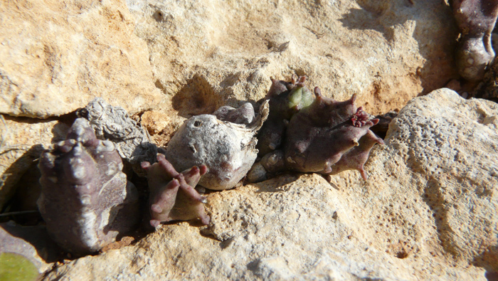 Apteranthes (=Caralluma) europaea / Fior di Tigre